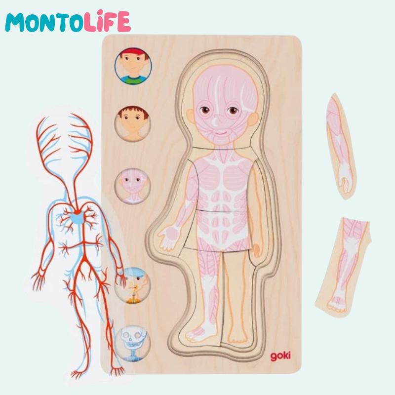 Wooden Layer Puzzle Anatomy Boy – Educational Human Body Learning Toy