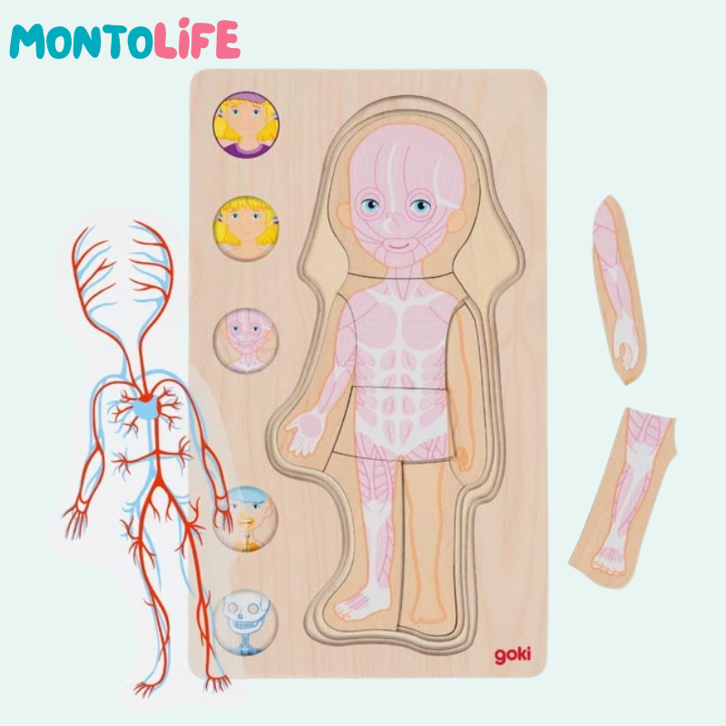 Wooden Layer Puzzle Anatomy Girl – Educational Human Body Learning Toy