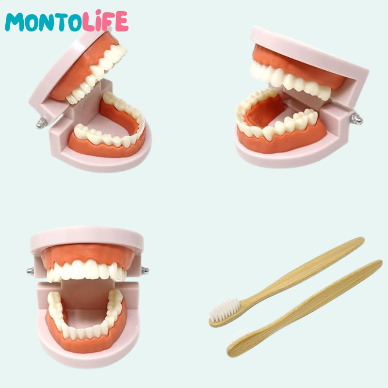 Toothbrushing Set – Fun Learning Kit for Healthy Habits & Daily Routines