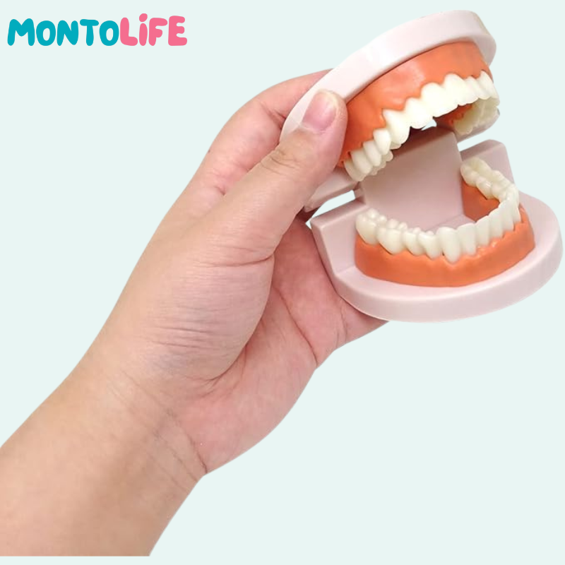 Toothbrushing Set – Fun Learning Kit for Healthy Habits & Daily Routines