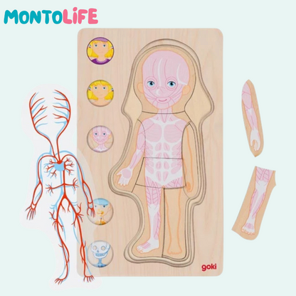 Wooden Layer Puzzle Anatomy Girl – Educational Human Body Learning Toy